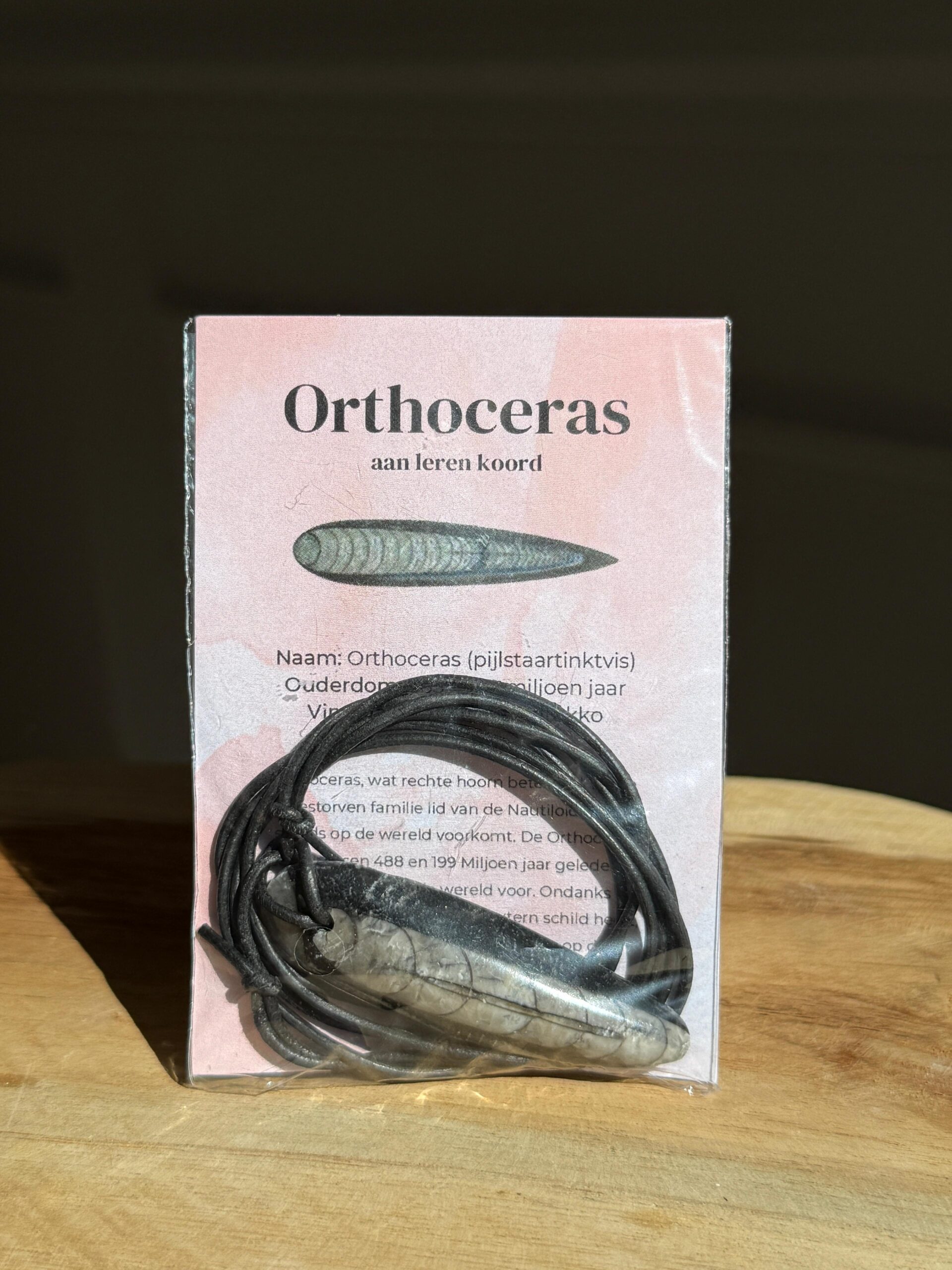 orthoceras
